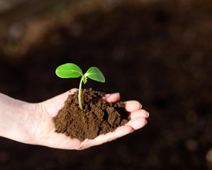 green small plant 