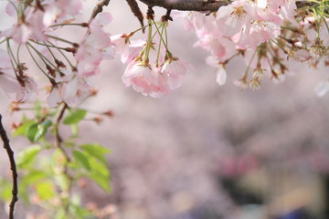 cherry blossoms under the blue sky