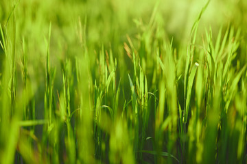 green grass, field, summer