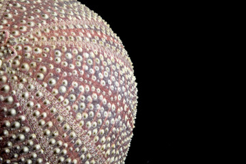 Close Up of a Sea Urchin on Black Background