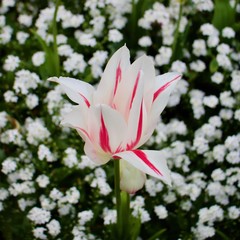 White flower with red lines