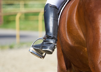 Dressage horse and a rider
