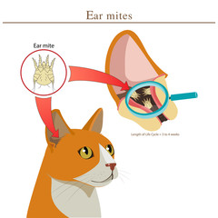 Veterinary Medicine. Cat Ear Mites Vector Illustration. Ear Mites In Animal. Spread Of Infection. Types Of Parasites In Cats Vector.