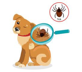 Dog Parasites. Tick On Dog In The Fur As A Close Up Magnification Vector. Spread Of Infection. Pet Veterinary Medicine Vector.