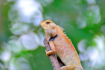 Chameleon on a branch.