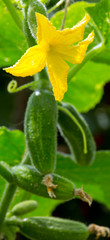 Growing cucumbers in the garden.