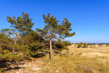 Pine trees in sunny day, a view from coastal promenade in Hel. Poland.