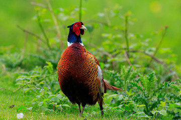 pheasant