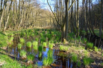 Seegras, Weg zum Darßer Ort, Mecklenburg-Vorpommern, Deutschland