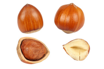 hazelnut isolated on white background