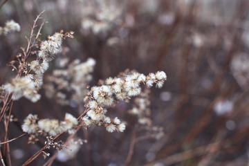 Dry fluffy herbs in the spring