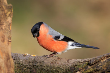 Bullfinch (Pyrrhula-pyrrhula)