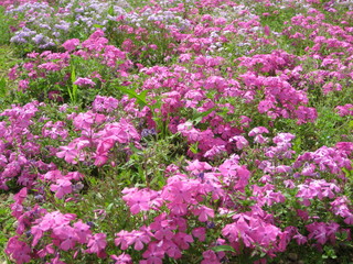 Fototapeta premium 芝桜