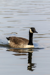 Canada Goose