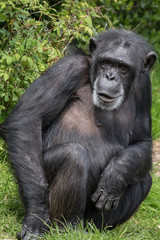 Chimpanzee