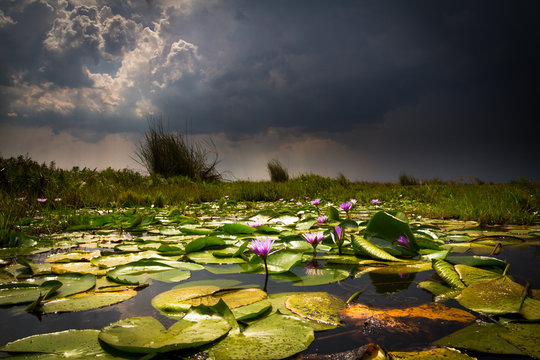 Lotuses on Lake Victoria, Uganda
