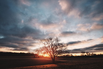 Lone tree sunrise