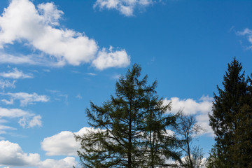 Lärche und Fichte vor blauem Himmel