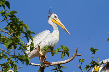 Pink-backed Pelican on Lake Victoria, Uganda