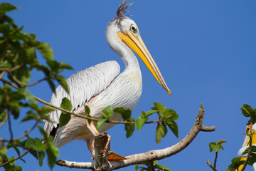 Pink-backed Pelican on Lake Victoria, Uganda