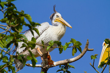 Pink-backed Pelican on Lake Victoria, Uganda