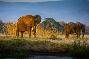 Fototapeta na wymiar Elephants in Lower Zambezi National Park - Zambia