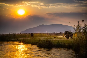 Foto op Aluminium Elephants in Lower Zambezi National Park - Zambia © Radek