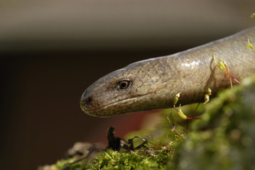 Anguilis fragilis / Orvet / Serpent de verre