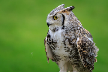 Great horned owl