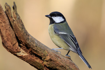 Great Tit (Parus major)