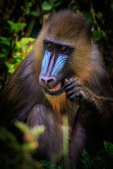 Mandrill (Mandrillus sphinx)