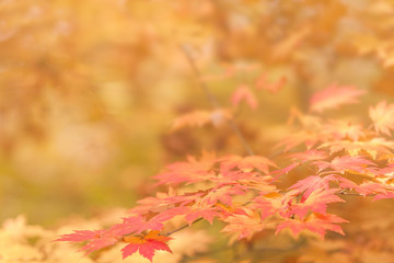 maple leaves colorful, abstract for background or copy space for text