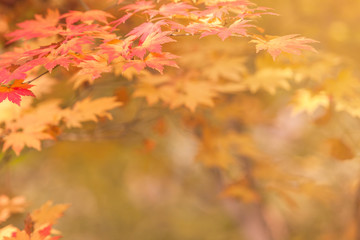 maple leaves colorful, abstract for background or copy space for text