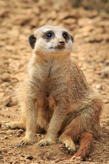 Meerkat (Surikate)