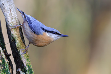 Nuthatch