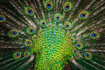 Fototapeta premium peacock