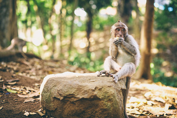 Monkey macaque sits and eating  fruit in the forest. Monkey forest, Ubud, Bali, Indonesia.