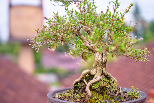 Landscaping design. Small tree bonsai at pot outdoors.