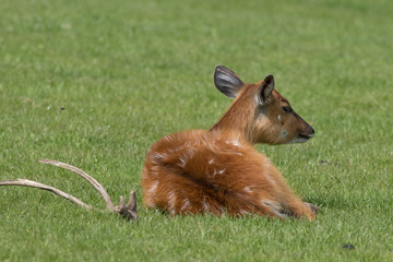 sitatunga