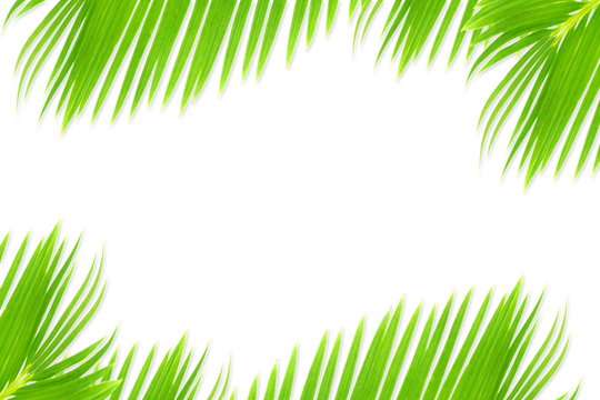green palm coconut  tree leaves texture on white background with text copy space