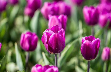 Fototapeta premium Tulips on the flowerbed