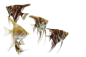 Angelfish (Pterophyllum) isolated on white background