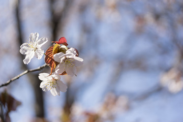 桜