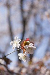 桜