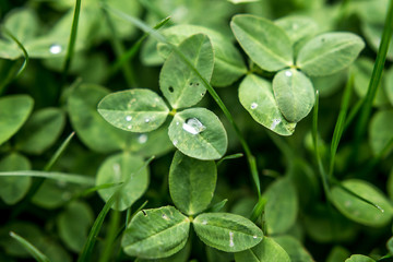 Clover as a background