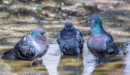 Pigeons are swimming in a puddle