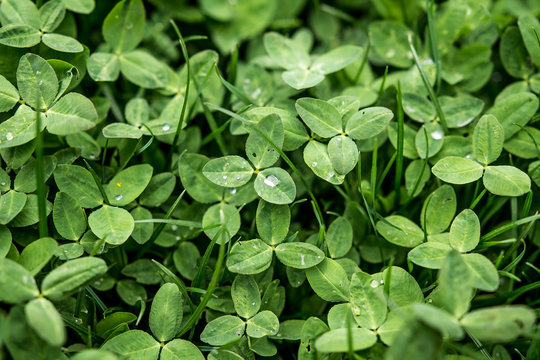 Clover as a background