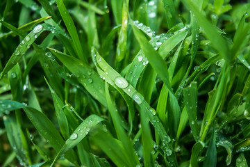 Dew drops on green grass