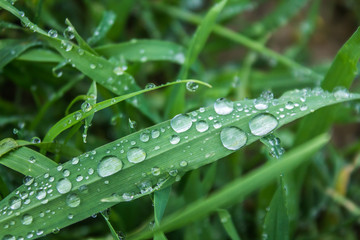 Dew drops on green grass