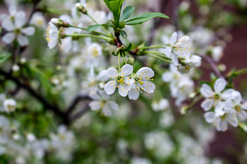 White flowers of fruit tree